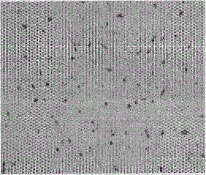 Method for producing fermented products by utilizing two or more than two microorganism strains