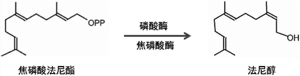 Genetically engineered rhodobacter sphaeroides, preparation method thereof and farnesol production method