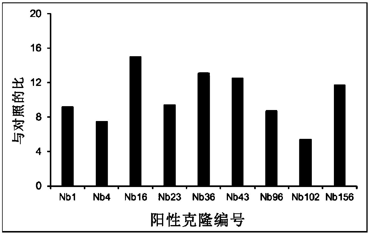 Humanized nanometer antibody resistant to PD-L1 and application thereof