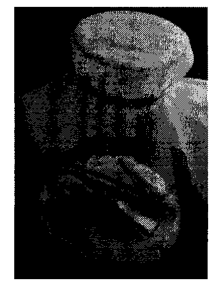 Method for laodelphax striatellus to obtain rice black-streaked dwarf virus (RBSDV) from refrigerated diseased leaves