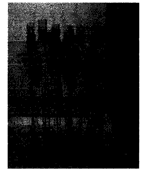 Method for laodelphax striatellus to obtain rice black-streaked dwarf virus (RBSDV) from refrigerated diseased leaves