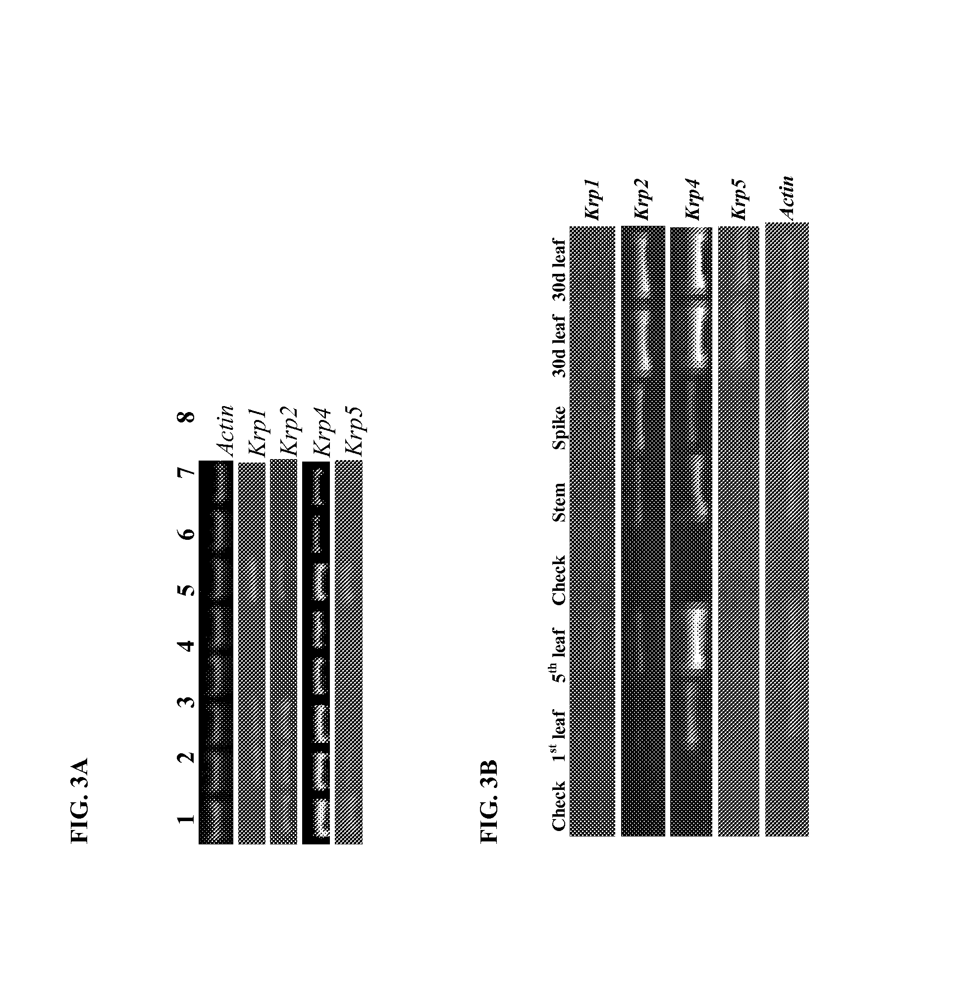 Identification and use of KRP mutants in wheat