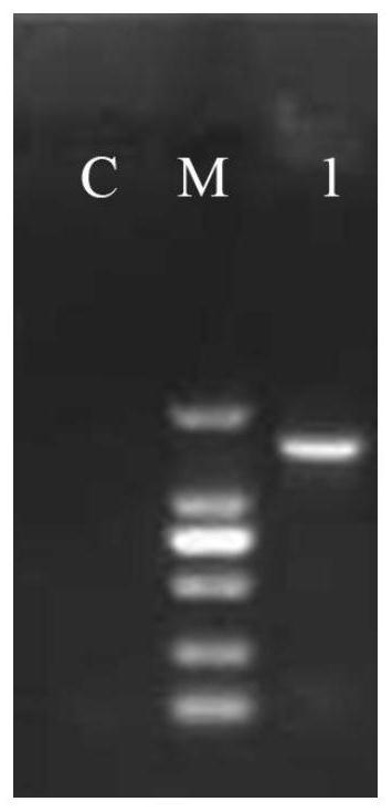 Rainbow trout-derived bacillus subtilis strain as well as screening method and application thereof