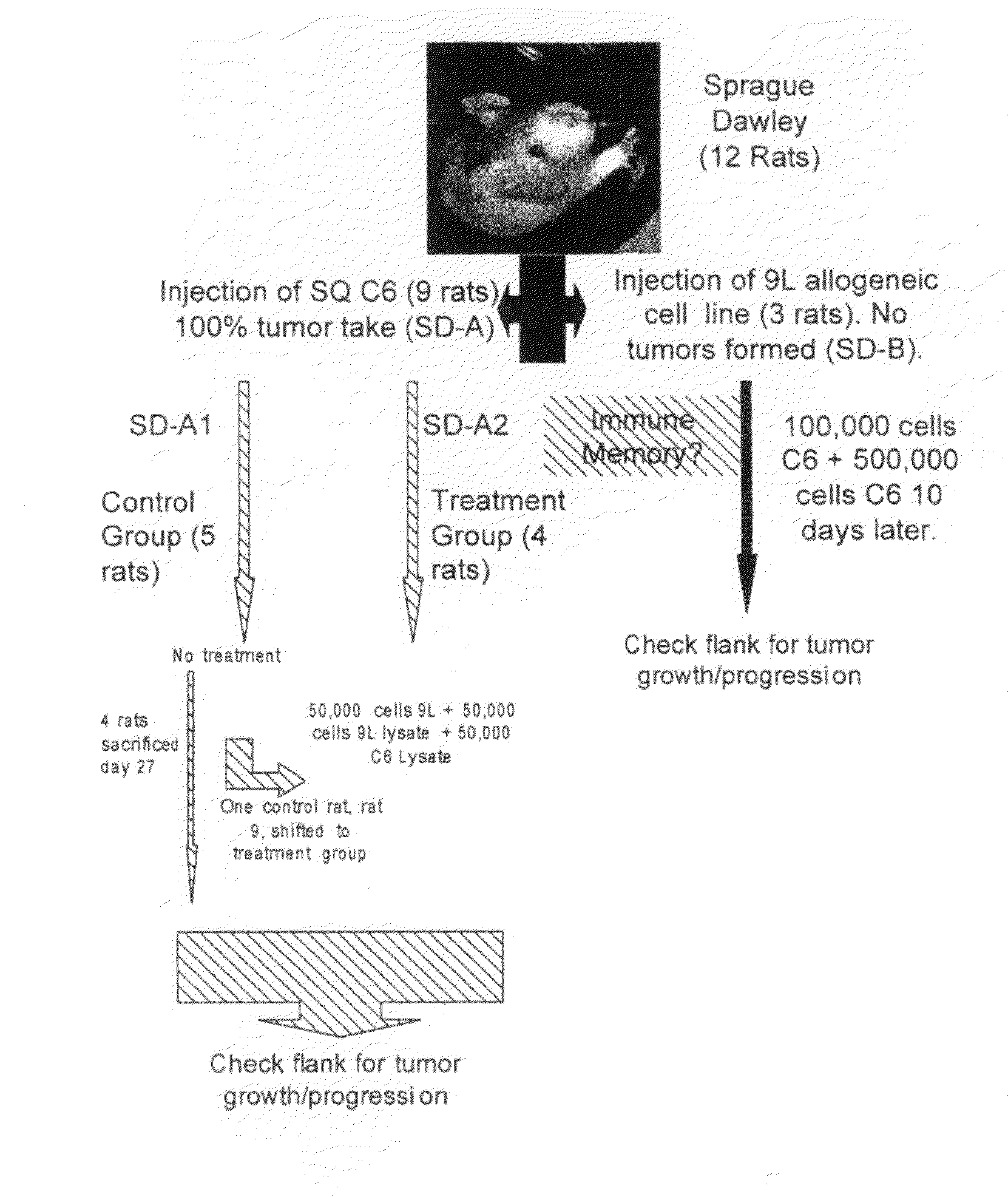 Tumour Vaccine Comprising Allogenic or Xenogeneic Tumour Cells