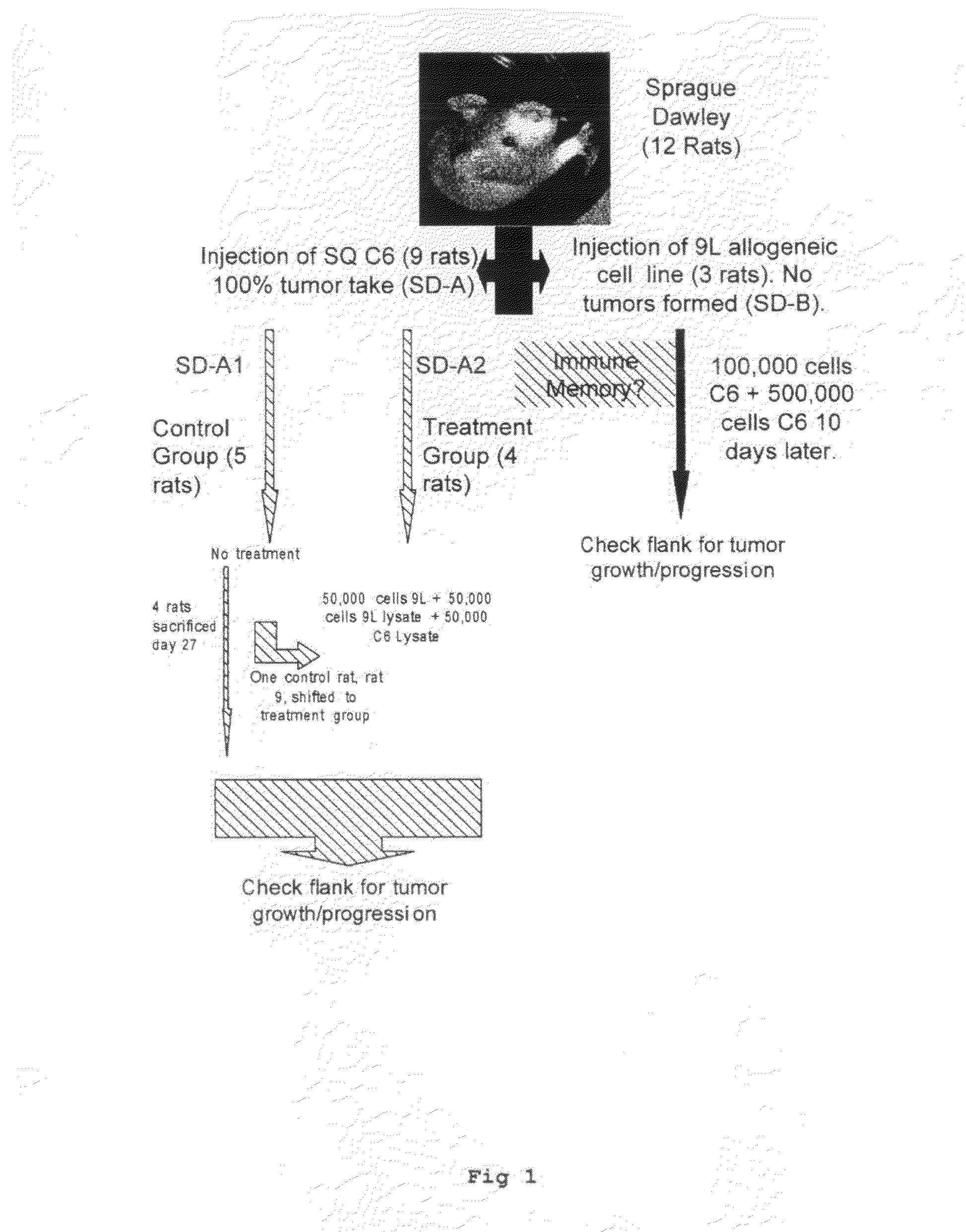 Tumour Vaccine Comprising Allogenic or Xenogeneic Tumour Cells