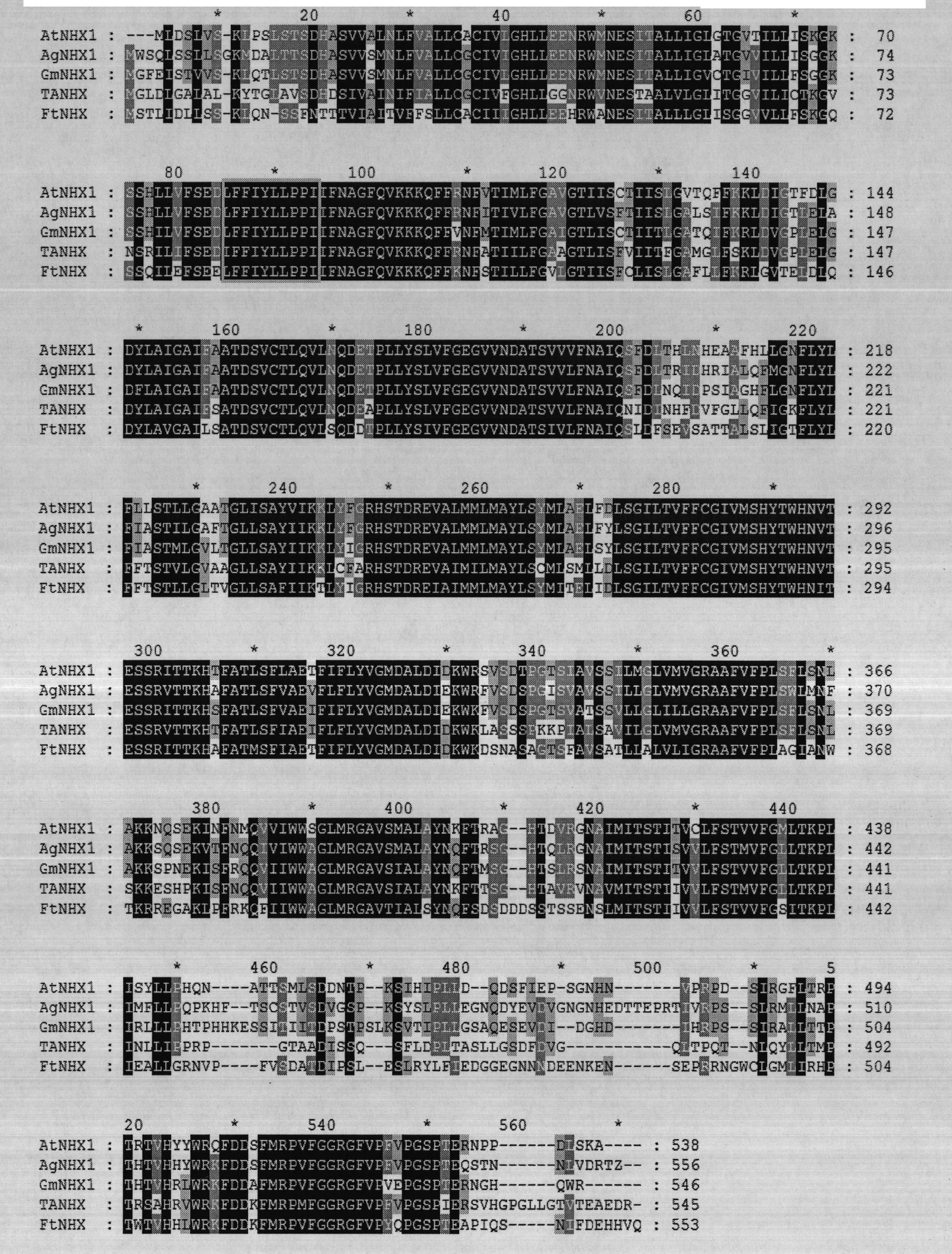 Buckwheat Na+/H+ antiporter FtNHX and coding gene and application thereof