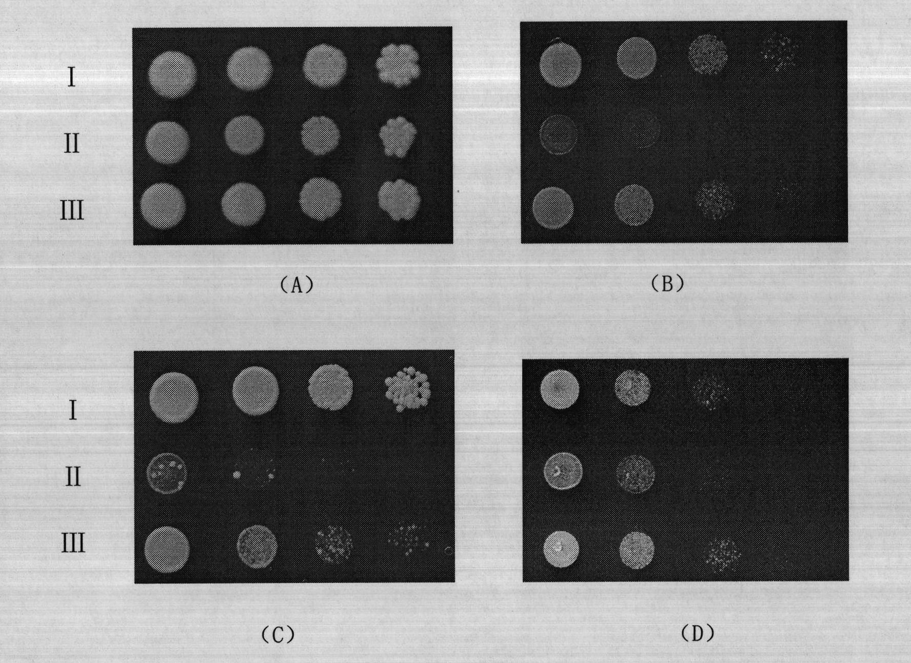 Buckwheat Na+/H+ antiporter FtNHX and coding gene and application thereof