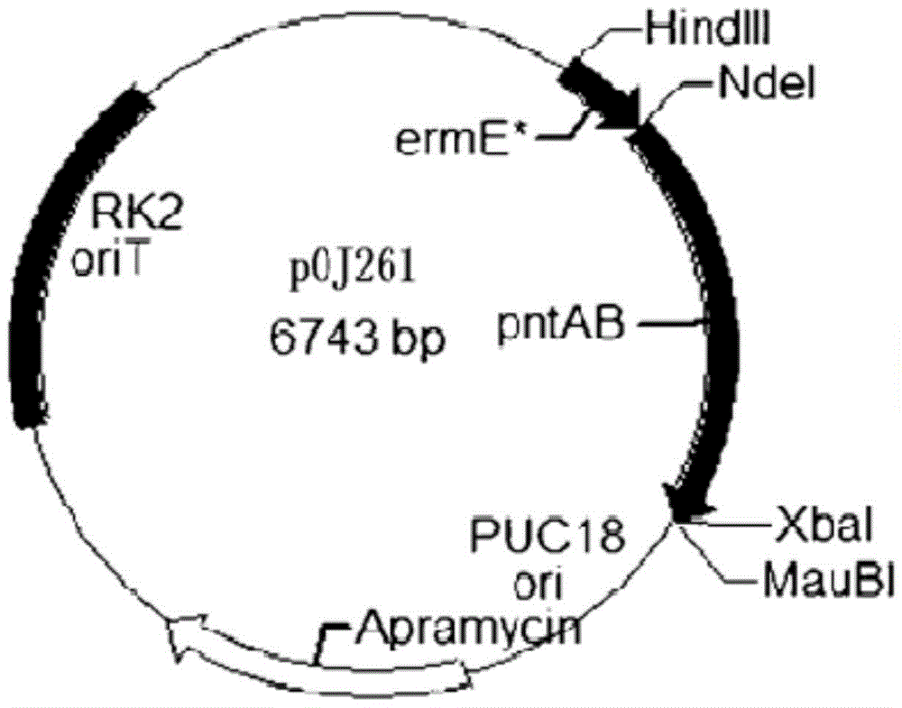 Genome-scale metabolic network model of Saccharopolyspora spinosa and its construction method and application