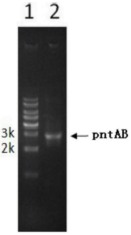 Genome-scale metabolic network model of Saccharopolyspora spinosa and its construction method and application