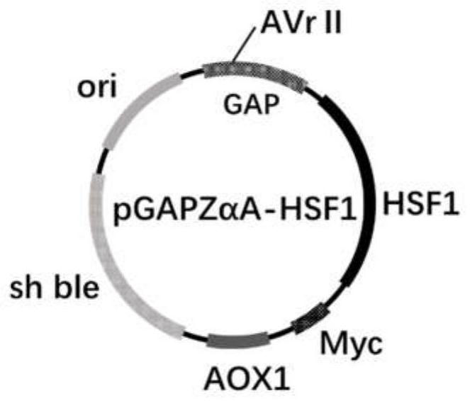 Recombinant pichia pastoris genetically engineered bacterium as well as construction method and application thereof