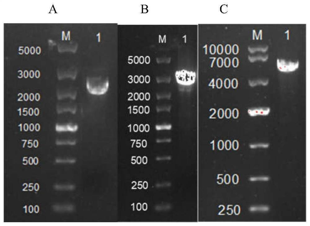 Recombinant pichia pastoris genetically engineered bacterium as well as construction method and application thereof