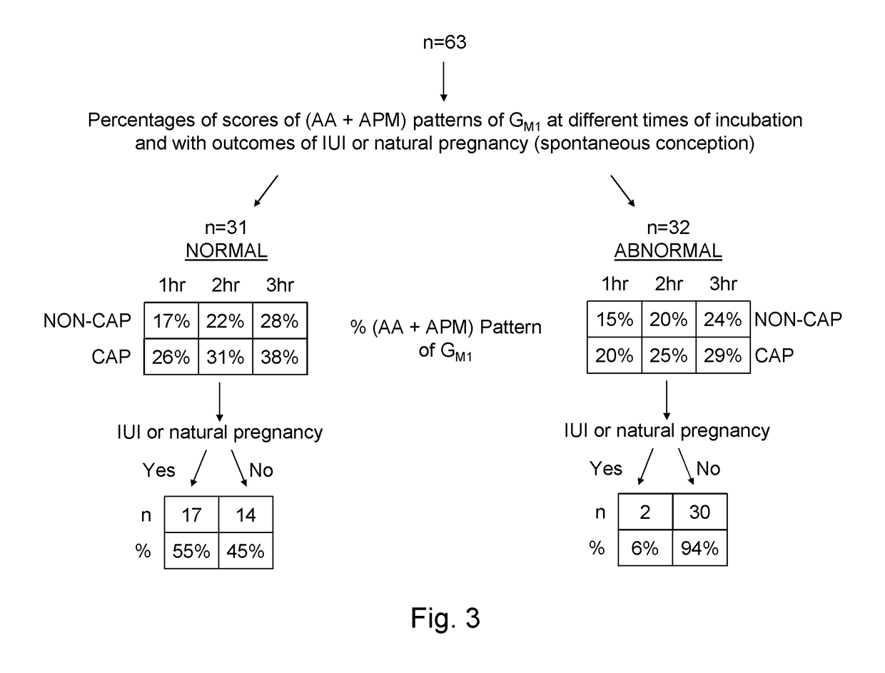 Identifying status of male fertility by determining sperm capacitation