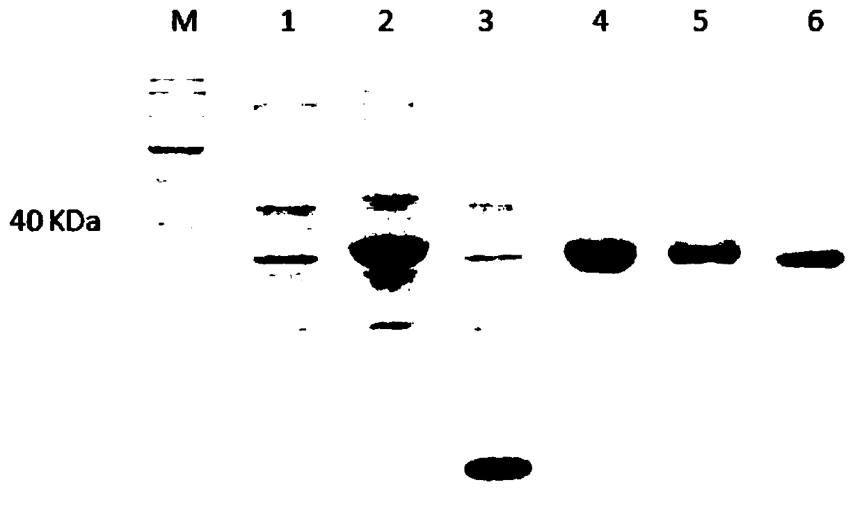 Hefang crucian Ferritin L gene, recombinant protein, preparation method and application and primers of recombinant protein