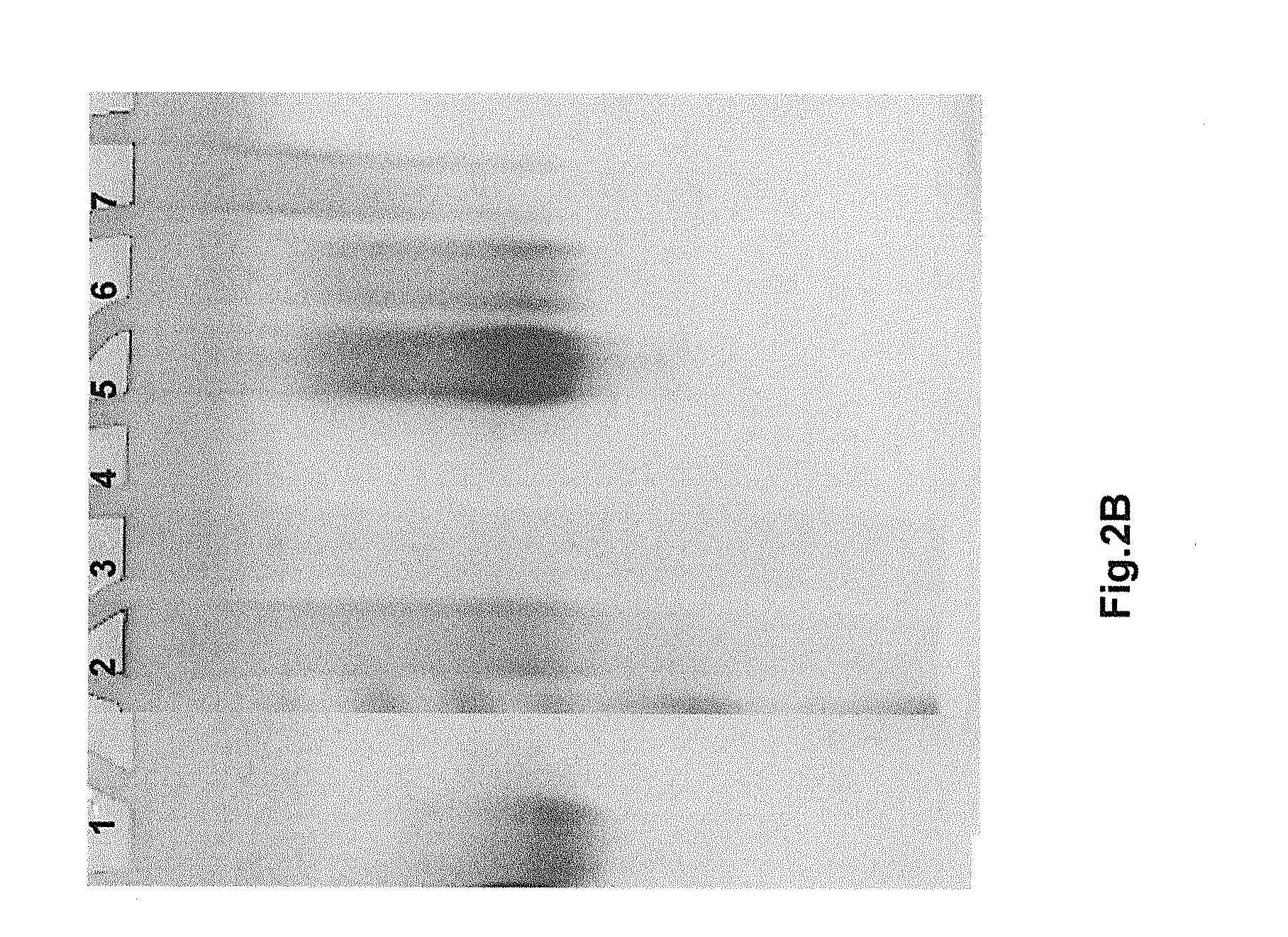 Correctly folded etanercept in high purity and excellent yield