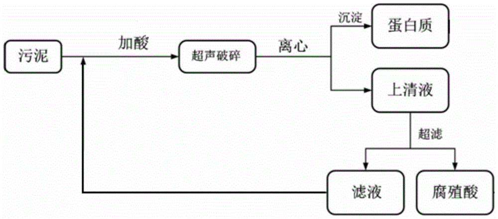 A method for extracting protein and humus from dewatered excess sludge by combined circulation of ultrasonic method and acid method