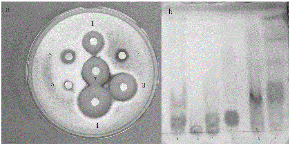 Application of compound H2 in preparation of lipopeptide bacteriostatic preparation