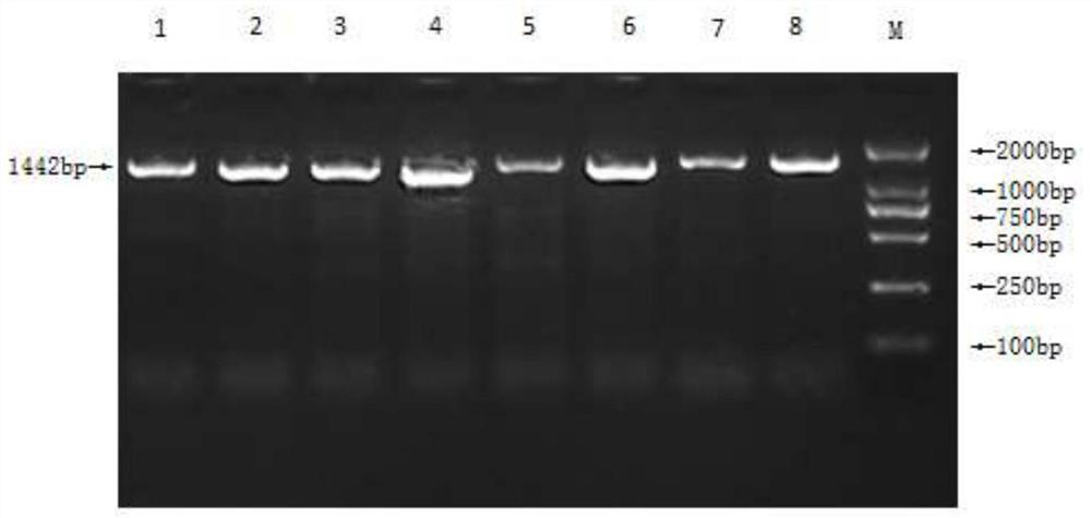 A Molecular Marker Related to Sheep Feed Conversion Rate and Its Application