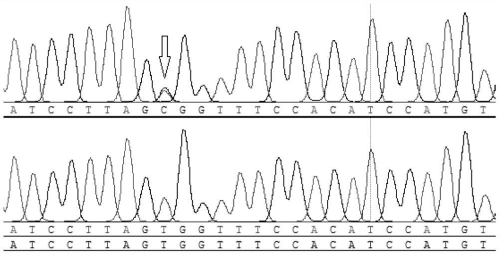 A Molecular Marker Related to Sheep Feed Conversion Rate and Its Application