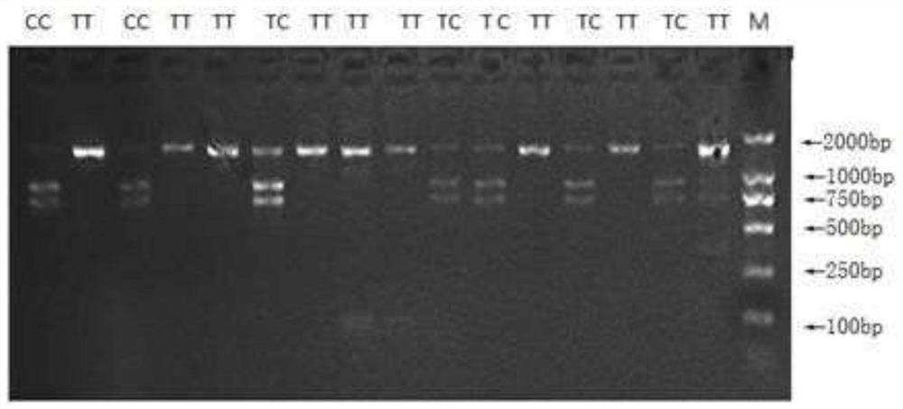 A Molecular Marker Related to Sheep Feed Conversion Rate and Its Application