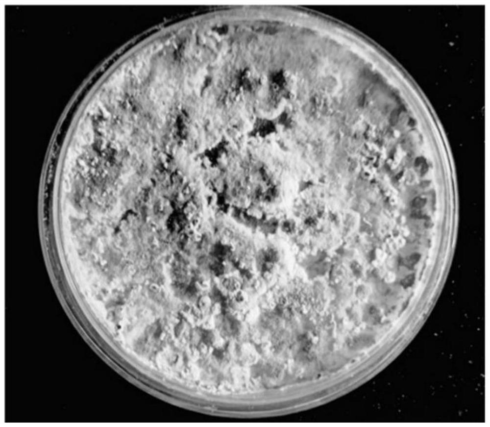 Method for rejuvenating trichoderma viride degenerated strain through trace element compound amino acid