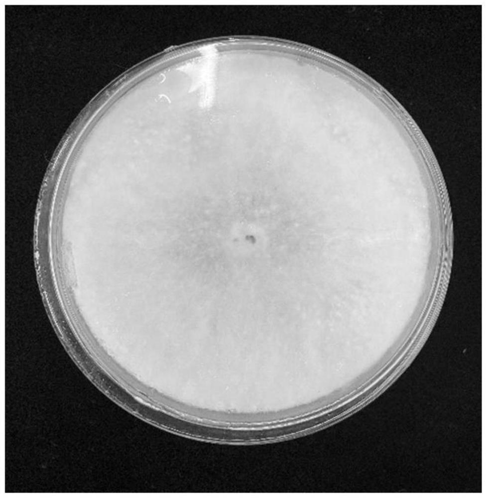 Method for rejuvenating trichoderma viride degenerated strain through trace element compound amino acid