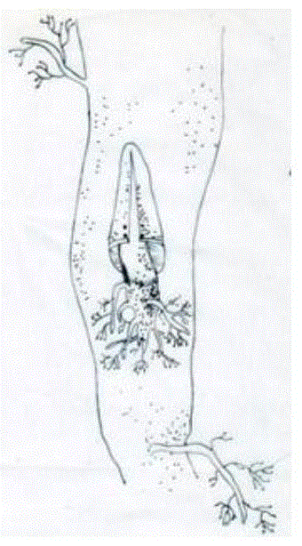 Root system rejuvenation method of ginkgo seedlings inserted upside down