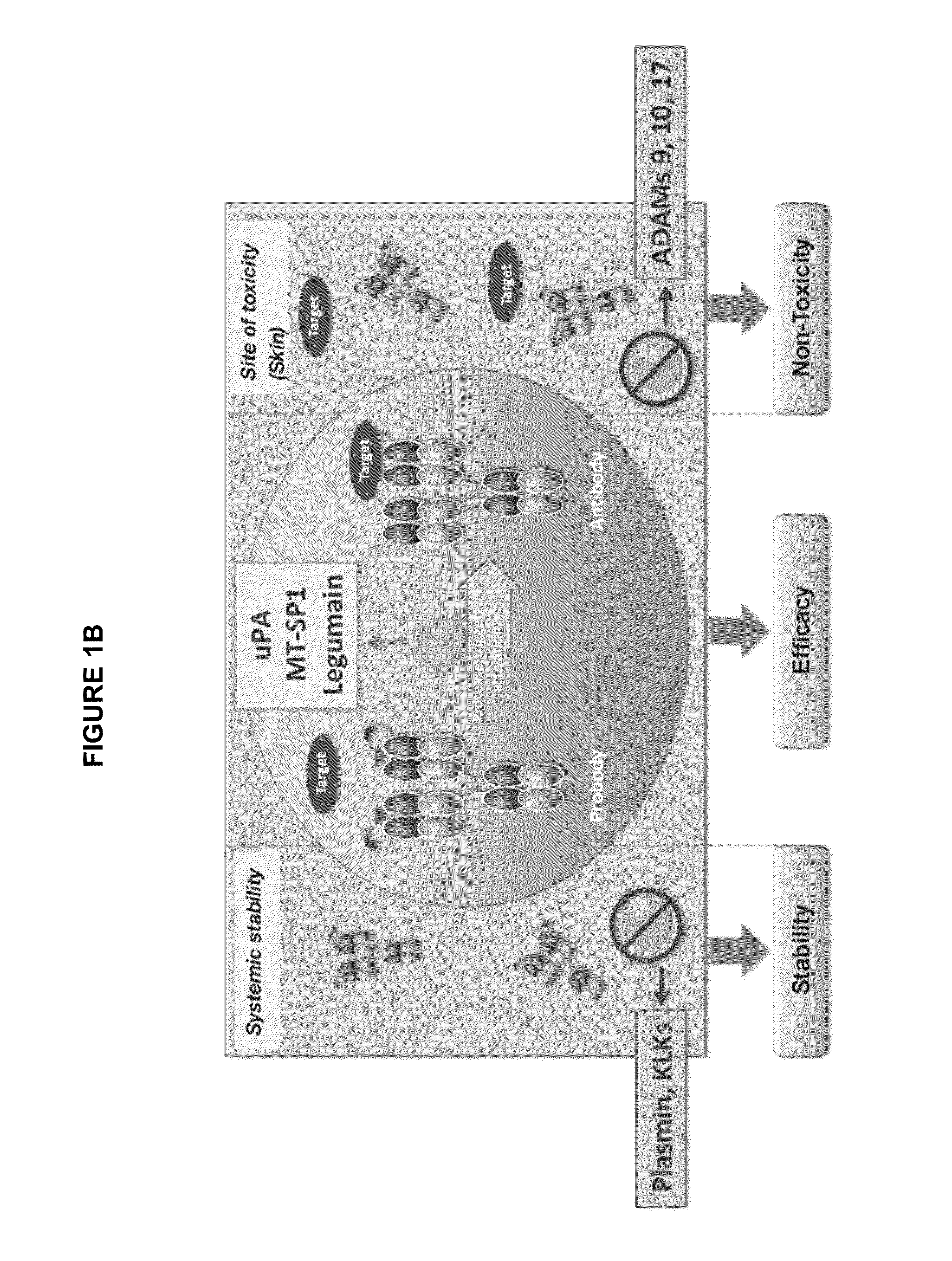 Activatable Antibodies That Bind Epidermal Growth Factor Receptor And Methods Of Use Thereof