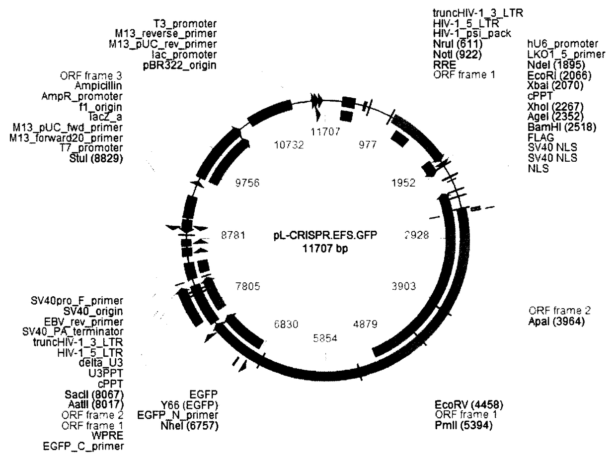 A kind of CRISPR-Cas9 system targeting apocIII and its application