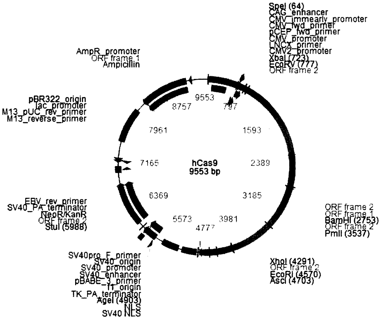 A kind of CRISPR-Cas9 system targeting apocIII and its application