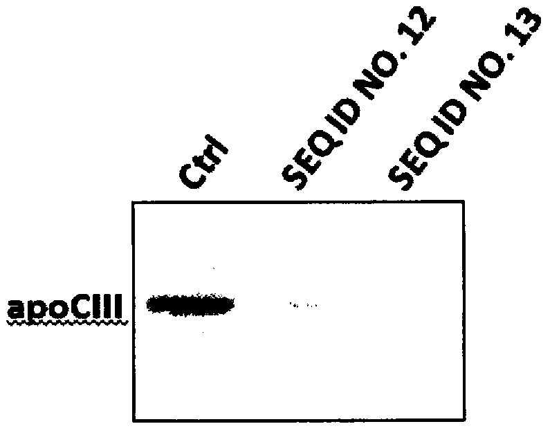 A kind of CRISPR-Cas9 system targeting apocIII and its application