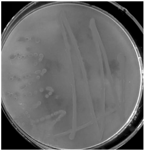 Serratia nematodiphila and acquisition method and application thereof