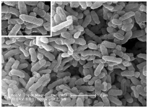 Serratia nematodiphila and acquisition method and application thereof