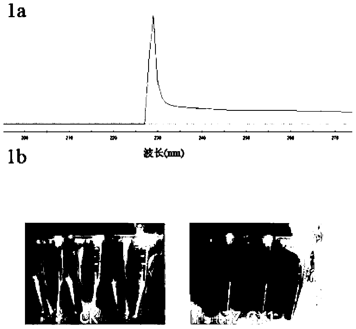 Method for using microorganisms to control iron deficiency yellowing of cinnamomum camphora