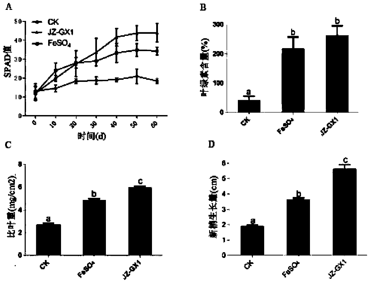 Method for using microorganisms to control iron deficiency yellowing of cinnamomum camphora