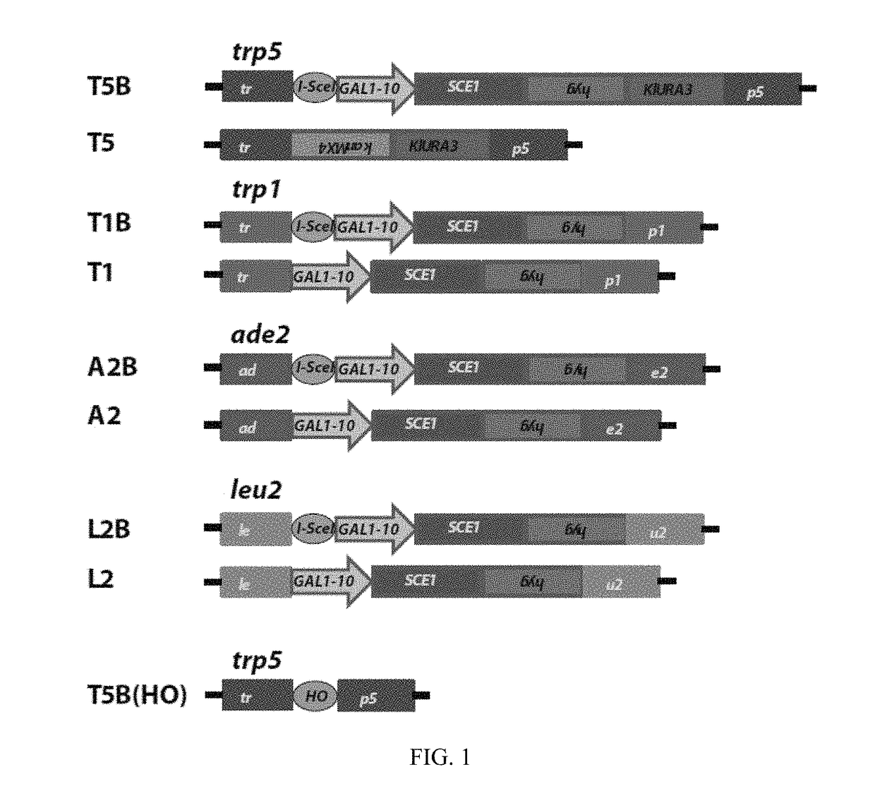 Aptamer-guided gene targeting