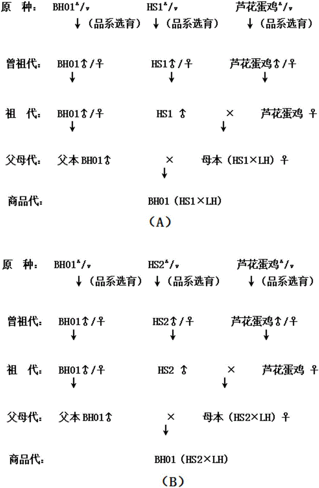 Breeding method of complete set line of local characteristic laying hens capable of realizing autosexing based on barred feather