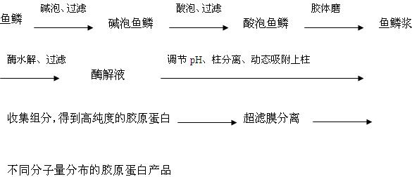 Preparation method for high purity fish scale collagen