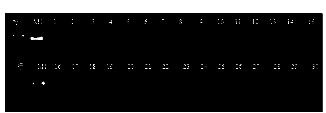 Method and system for detecting maize rhizosphere soil microorganisms based on deep sequencing