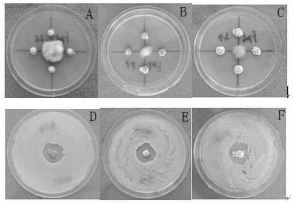 Alternaria alternata antagonistic actinomycete strain and application thereof