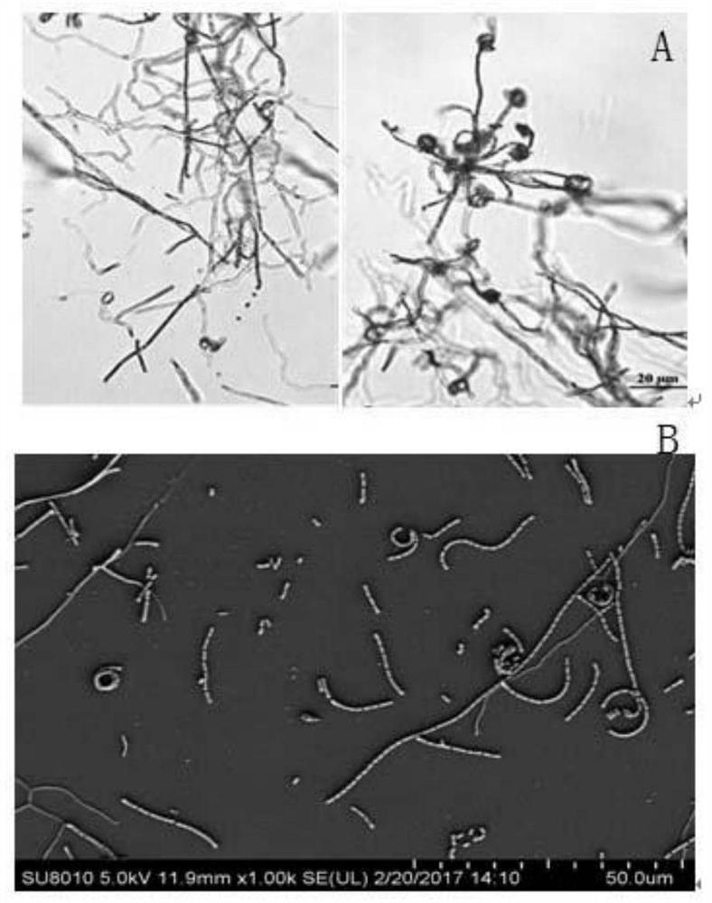 Alternaria alternata antagonistic actinomycete strain and application thereof