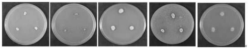 Alternaria alternata antagonistic actinomycete strain and application thereof