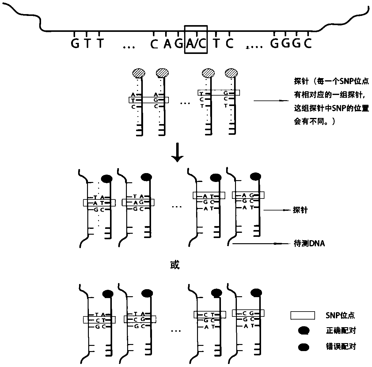 Probe set and application thereof