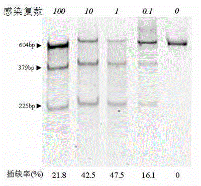 Site-directed modification method for DNA viral genome