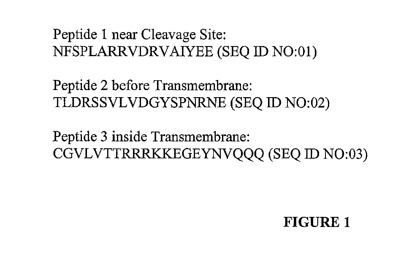 Antibodies to MUC16 and methods of use thereof