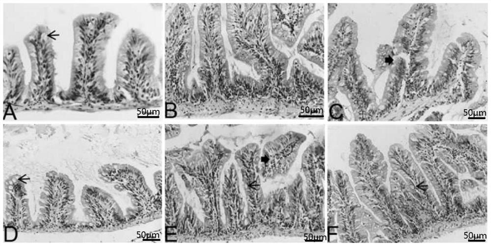 Preparation method of traditional Chinese medicine composition and preparation for Aeromonas ichthyosa enteritis