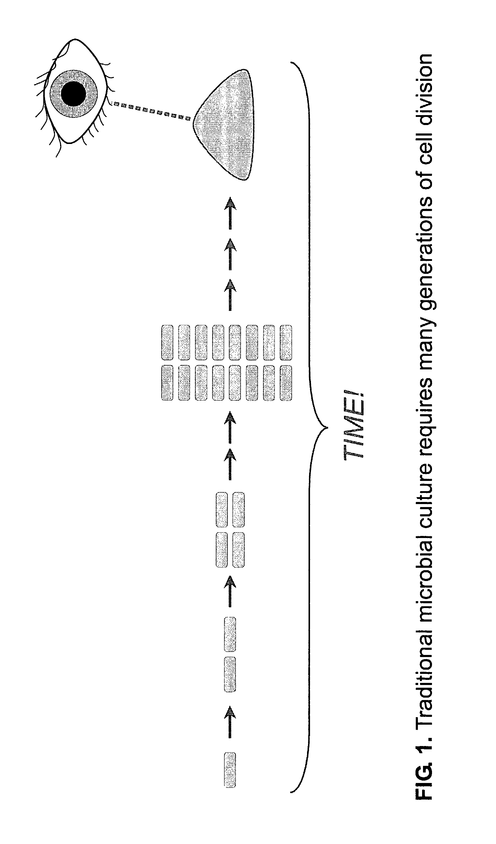 Rapid detection of replicating cells