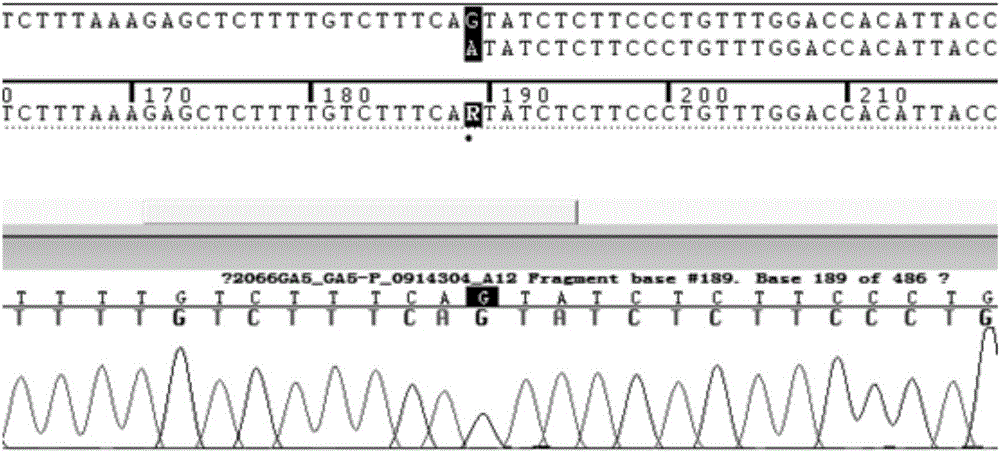 Primer combination, reagent kit and method for detecting CYP3A5*3