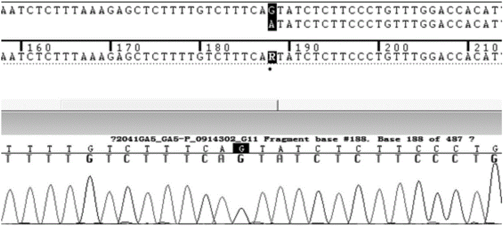 Primer combination, reagent kit and method for detecting CYP3A5*3