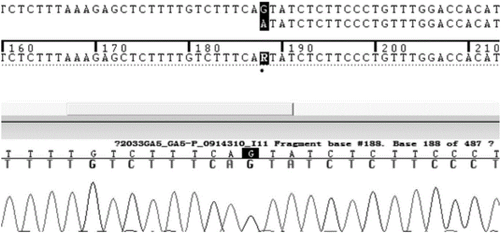 Primer combination, reagent kit and method for detecting CYP3A5*3