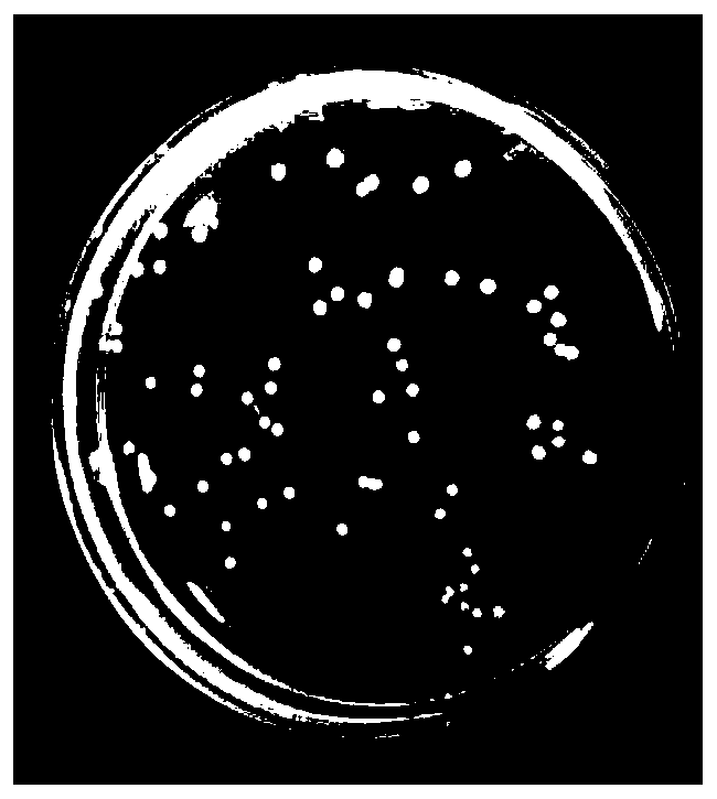 A highly efficient phorbol ester degrading strain and its application in detoxification of Jatropha curcas cake fermentation